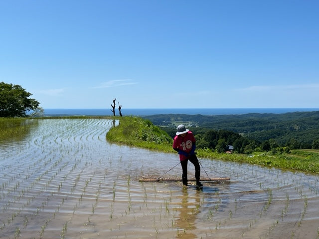 越路乃紅梅 koshijinokobai knot 純米吟醸