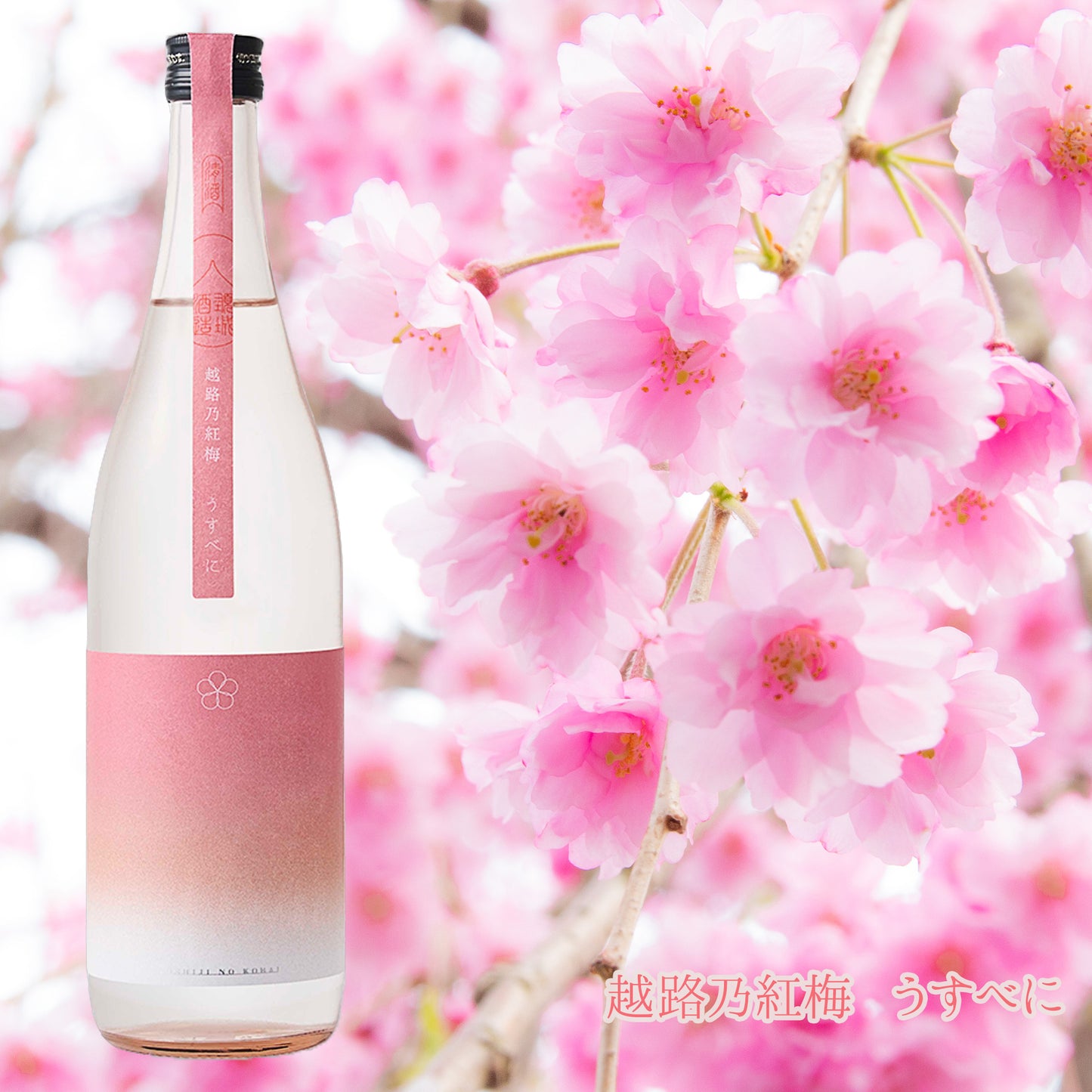 越路乃紅梅 うすべに 無濾過純米生原酒