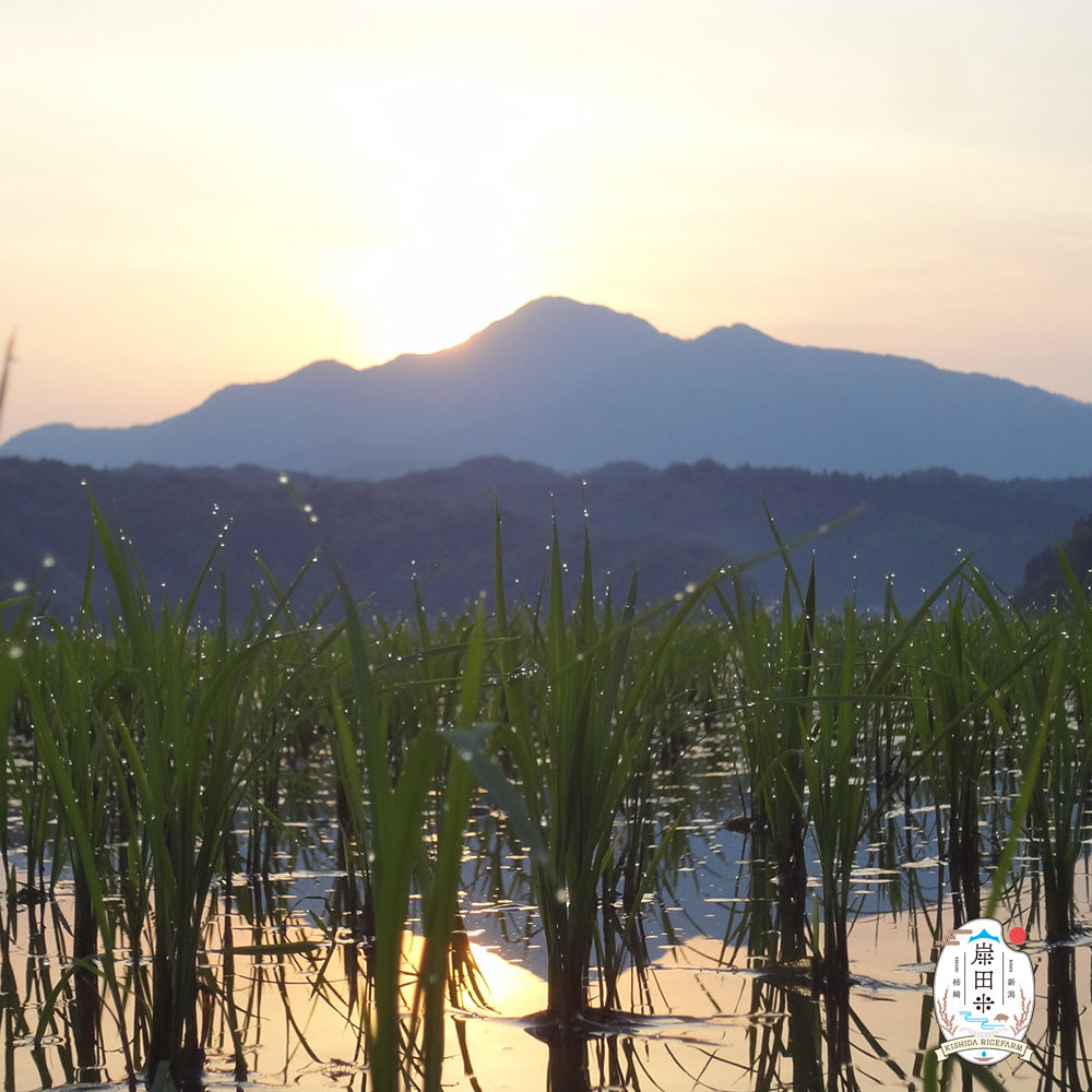 新潟・岸田米「こしいぶき」5kg