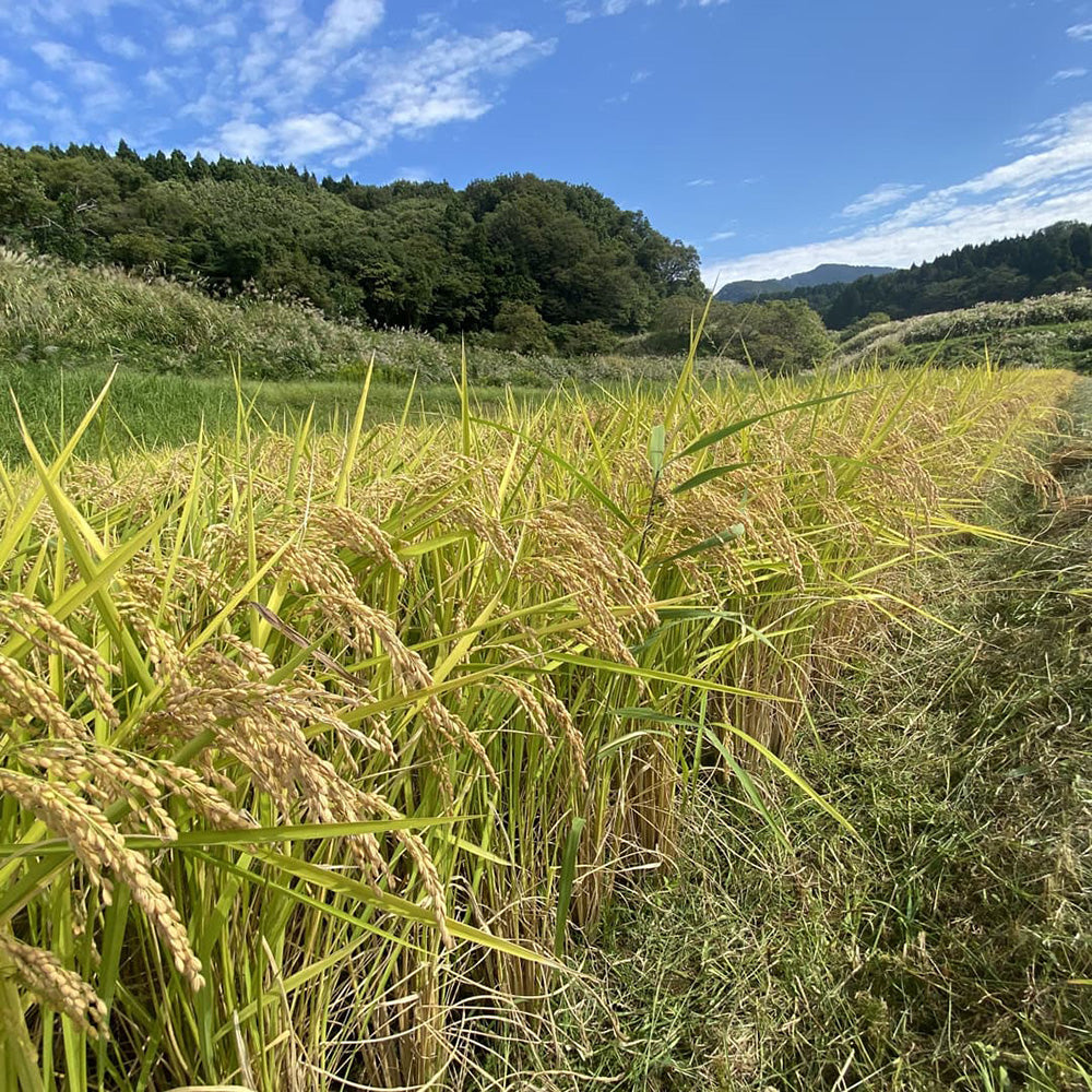 かたふね 彩生(さいせい) 2025年Ver.※常温配送不可