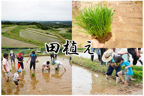 久比岐 和希水 田植え