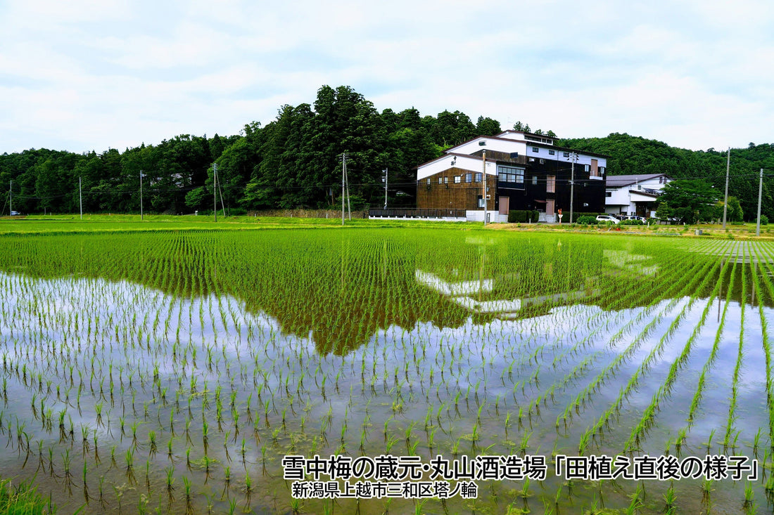 雪中梅の故郷・三和からお届けする「里山のテロワール」と飲み比べの楽しみ