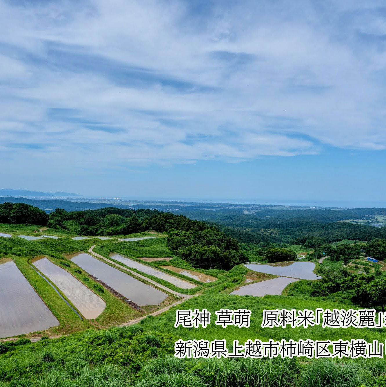 「7/17（金）出荷開始」尾神　星涼　（おかみ　せいりょう）