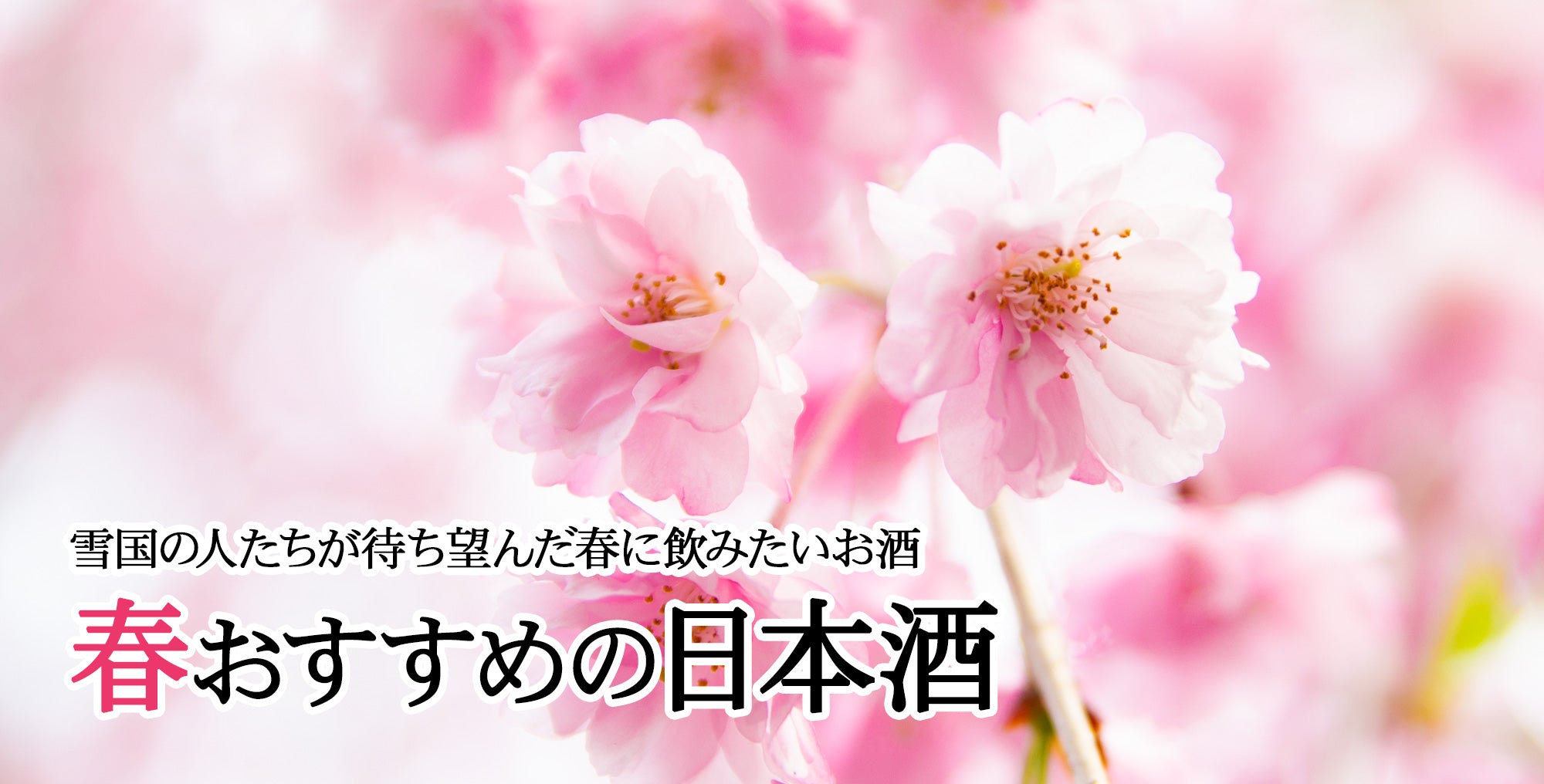 春の日本酒【雪国が待ち望んだ、春の訪れを祝う一杯】