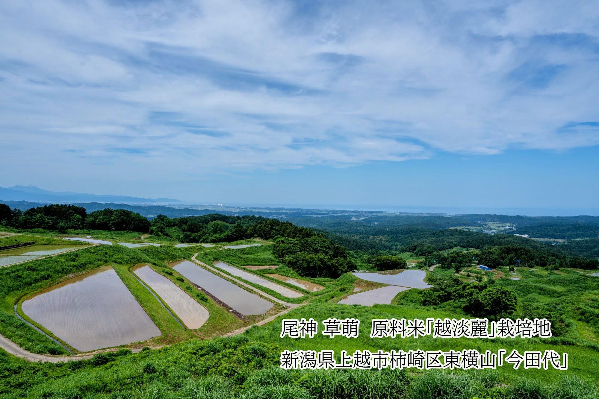 尾神 草萌（おかみ くさもえ）名水と新緑の瑞々しさに満ちた春を表現